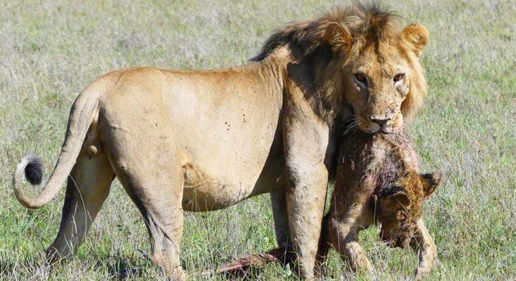 See why lions eat their cubs