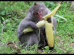 Monkeys become major threat to Agriculture in Awka - Residents lament